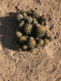 仙人球