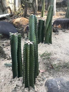 仙人掌