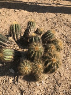 仙人球