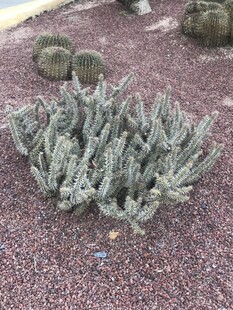 仙人掌