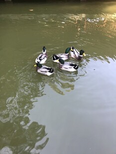 绿头鸭