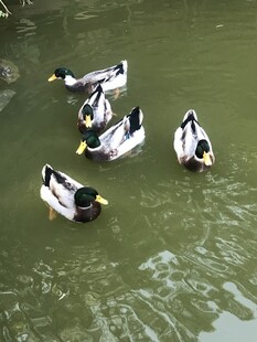 绿头鸭