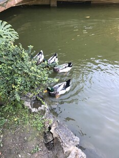 绿头鸭
