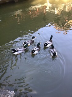绿头鸭