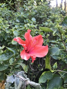 朱槿 扶桑