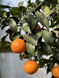 柑橘栽培