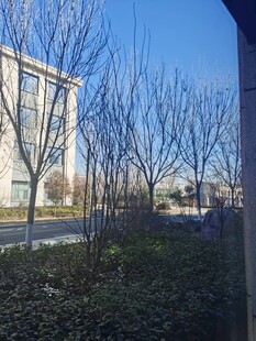 树枝