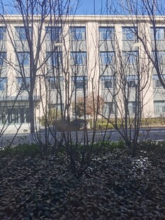 树枝