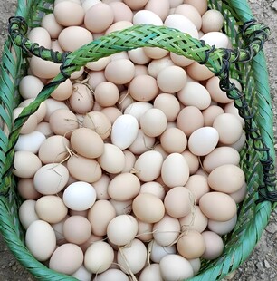 鸡蛋