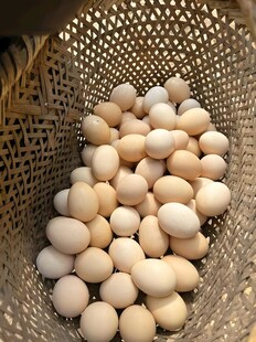 鸡蛋