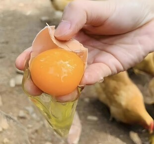 鸡蛋