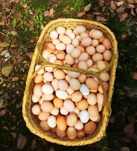 鸡蛋