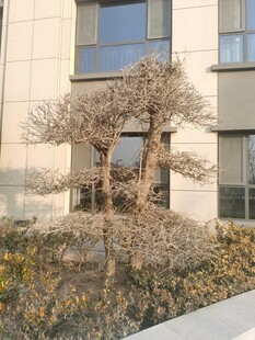 树杆