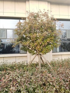 树杆