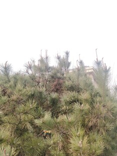  松树