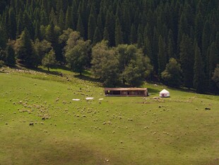 草原 森林 大自然