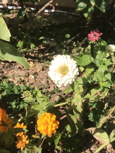 百日菊