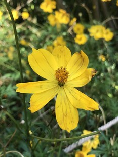 黄秋英 菊花