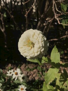 百日菊