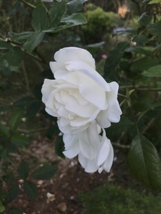 月季花