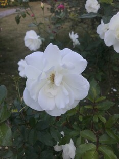 月季花