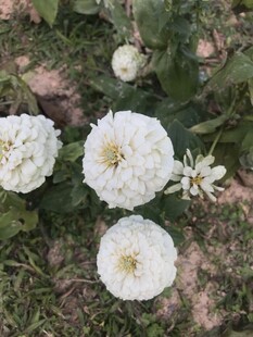 百日菊