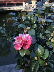 山茶花