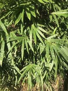 竹子 竹叶