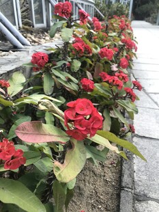 铁海棠