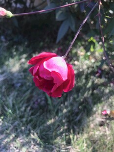 玫瑰花