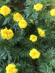 百日菊