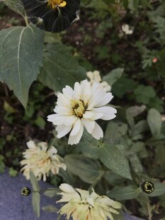 百日菊