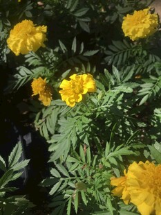 百日菊