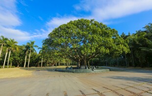  仙湖植物园 邓小平手植榕树