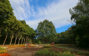 仙湖植物园 榕树