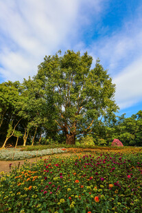 仙湖植物园 榕树