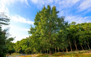 仙湖植物园 榕树
