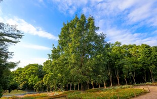 仙湖植物园 榕树