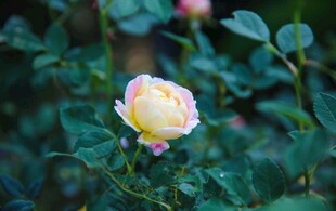 仙湖植物园 鲜花