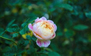 仙湖植物园风 鲜花