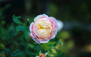 仙湖植物园 鲜花