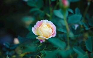 仙湖植物园 鲜花