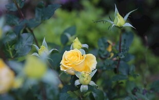 仙湖植物园鲜花