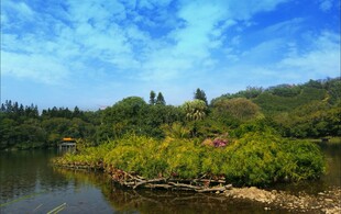 仙湖植物园风景图片