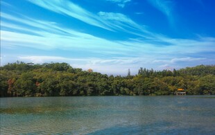 仙湖植物园风景