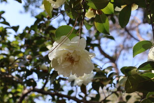 白山茶