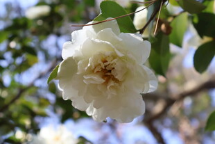 白山茶