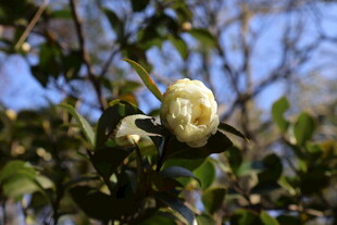 白山茶