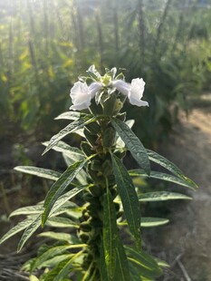 芝麻