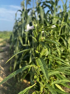 芝麻 